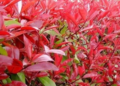 �����غ�Ҷʯ骻���