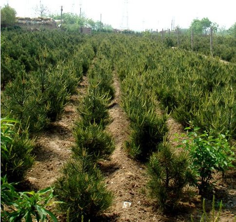 �����ذ�Ƥ�ɻ���